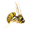 Avatar de Usuario